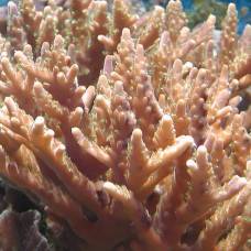 Как колонии кораллов выживают в холодных водах