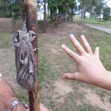 В австралии нашли гигантского мотылька