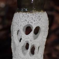 Необычный гриб staheliomyces cinctus