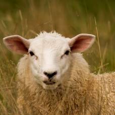 Овцы продемонстрировали склонность к не самым доминантным самцам в стаде