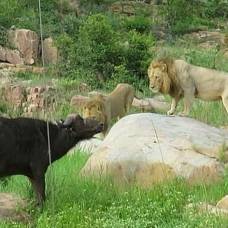 Три голодных льва напали на буйвола