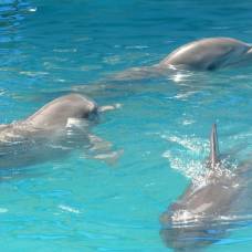 Дружба и вражда в мире дельфинов