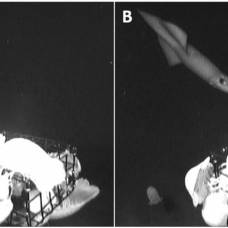 Биологи получили редкие кадры гигантских глубоководных кальмаров