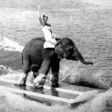 Куини, единственная в мире слониха, которая каталась на водных лыжах