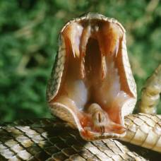 Как у змей появились клыки