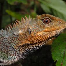 В южной америке обнаружили новый драконоподобный вид ящериц