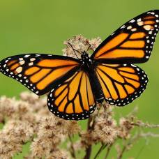 Бабочки-Монархи поедают собственных детенышей