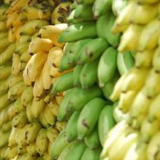 Как влияют бананы на здоровье летучих мышей