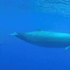 Ученые обнаружили новый вид клюворылых китов
