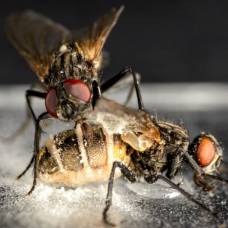 Грибы-Паразиты мух распространяются, заставляя самцов спариваться с трупами зараженных самок