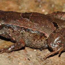 В австралии нашли новый вид сумчатых жаб. у них очень заботливые отцы