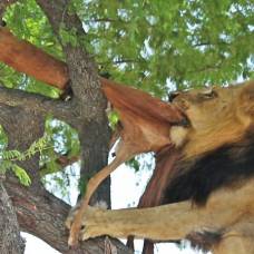Как лев крадет добычу леопарда с дерева