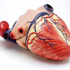 Какое давление крови создает сердце при сокращении?