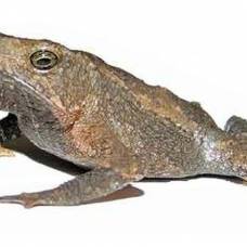 «Немая» жаба из эквадора запела впервые за 100 лет