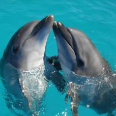 Чем авторитетнее самец дельфина, тем больше у него потомства