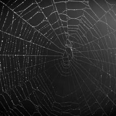 Паучья сеть в разы усиливает слух пауков