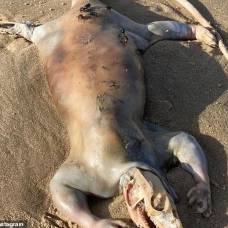 Загадочное существо с когтями и длинным хвостом нашли на пляже