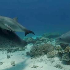 Дельфины трутся о кораллы, чтобы избавиться от кожных заболеваний