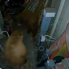 Два медведя гризли устроили драку в гараже частного дома