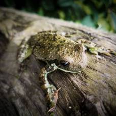 Поведение жаб в английских лесах удивил зоологов
