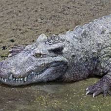 Рогатый крокодил (лат. voay robustus)