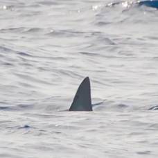 У берегов барселоны заметили самую быструю в мире акулу