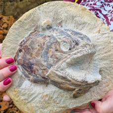 Палеонтологи-Любители обнаружили окаменелости рыбы юрского периода