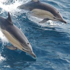 Дельфины образуют самые большие кооперативные сообщества в природе