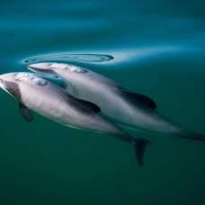Какой дельфин самый маленький в мире?