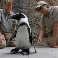 Ортопедические ботинки, сшитые на заказ, позволили пингвину из зоопарка сан-диего снова ходить