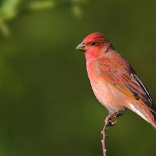 Как птицы слышат звуки, если у них нет ушей?