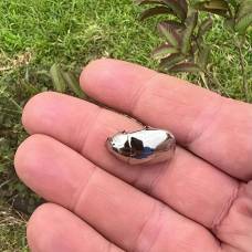 В коста-рике мужчина случайно наткнулся на блестящего жука, известного как chrysina limbata