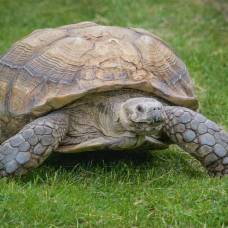 Как определить возраст черепахи?