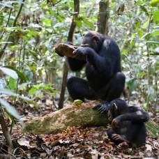 Шимпанзе используют разные каменные орудия для раскалывания разных видов орехов