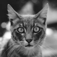 Фотографии бездомных кошек кипра в черно-белом цвете