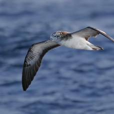 Чтобы спастись от урагана, морские птицы летят прямо в его центр