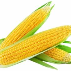 Почему в кукурузном початке всегда четное количество рядов