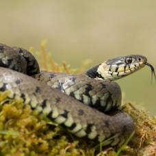 Почему ящерицы и змеи периодически высовывают язык?