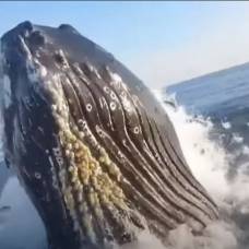 Огромный кит врезался в катер с рыбаками