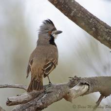 Австралийская птица-колокольчик (лат. oreoica gutturalis)