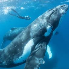 Фотографии горбатых китов, играющих в океане