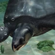 Окаменелость древней гигантской морской черепахи размером с носорога обнаружена в испании