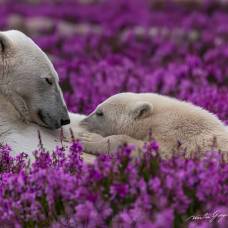 Фотографии белых медведей, отдыхающих на цветочных полях летом в арктике