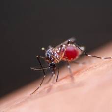Почему комары не переносят вич?