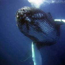 Как фекалии китов способны спасти океаны