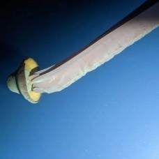 Необычайно редкая гигантская медуза-фантом попала в объектив камеры
