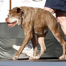 В сша стартовал прием заявок на конкурс «самая уродливая собака мира-2023»