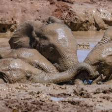 Почему животные любят валяться в грязи?
