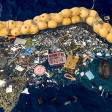 Неопелагиали: прибрежные животные нашли приют на большом мусорном пятне в тихом океане