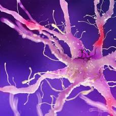 Как нервная система передает электричество, если нервы — не провода?